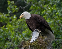 Bald Eagle, Valdez, Alaska